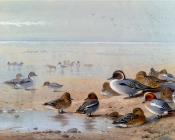 Pintail Teal And Wigeon On The Seashore - 阿奇博尔德·索伯恩
